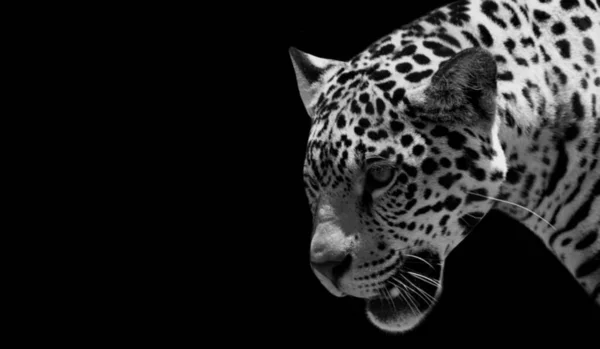 Big Cat Cheetah Closeup Face Black Background — Stok fotoğraf