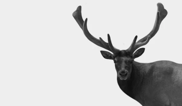 Beautiful Black White Reindeer White Background — Zdjęcie stockowe