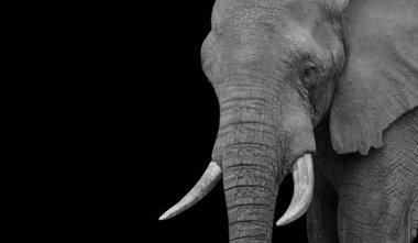 Beautiful Big Elephant Cute Face On The Dark Black Background