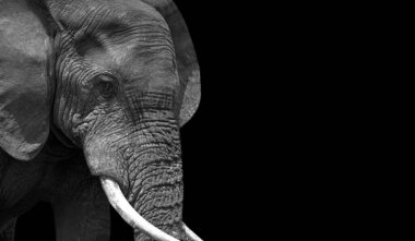 Big Teeth Elephant Close Up Face