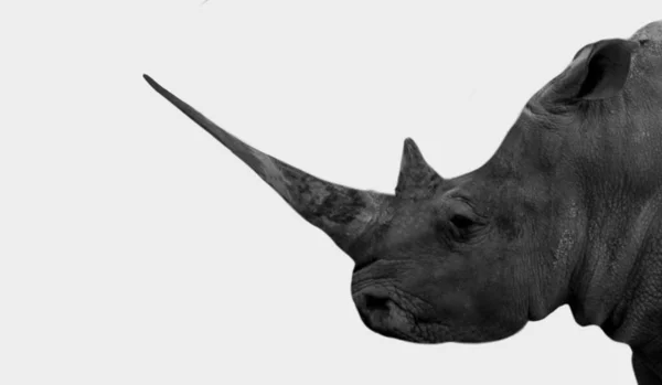 Black Rhino Closeup Face Big Horn — Stock Photo, Image