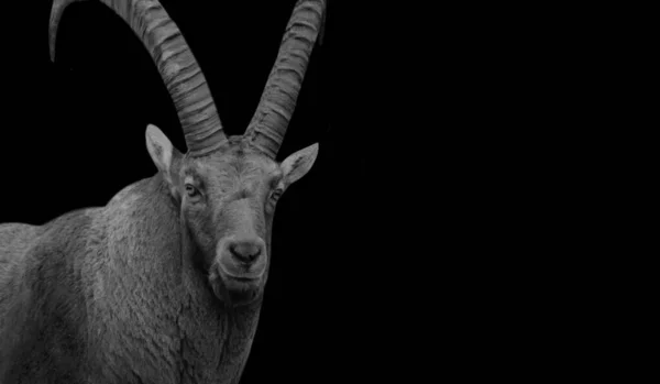 Big Horn Steinbock Closeup Face บนพ นหล — ภาพถ่ายสต็อก