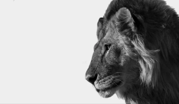 Black White Lion Beautiful Face White Background — Foto de Stock