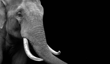 Güzel Büyük Fil Şirin Surat