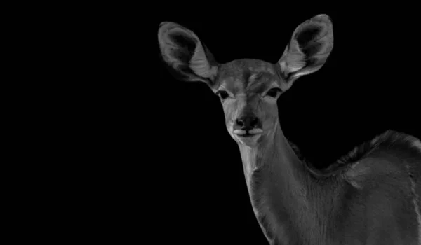 Kudu Linda Cara Fondo Negro —  Fotos de Stock