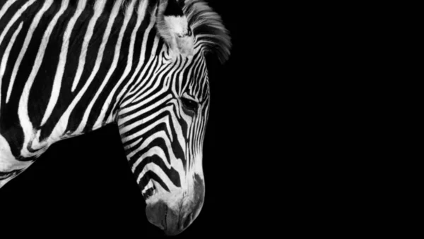 Bonito Triste Zebra Closeup Fundo Preto — Fotografia de Stock