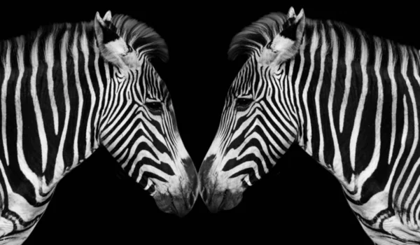 Dois Zebra Expressam Seu Sentimento Amor Juntos Fundo Preto — Fotografia de Stock