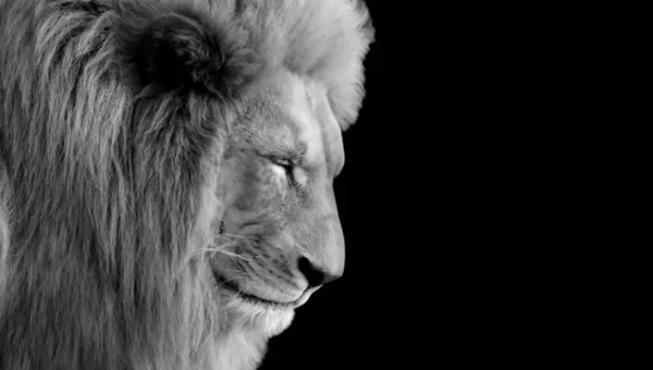 美しいライオン黒の背景に目を閉じる — ストック写真