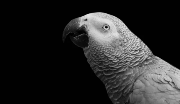 Одяг Сірого Папуги Тлі Чорного Фону — стокове фото