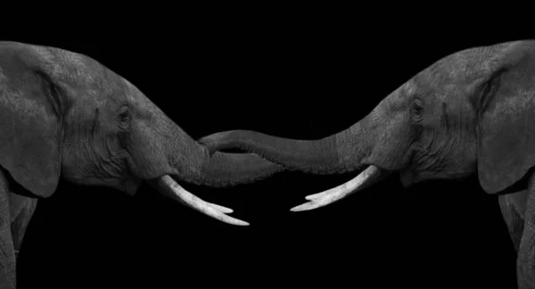 Siyah Arkaplanda Güzel Çift Fil — Stok fotoğraf