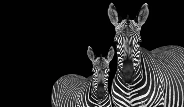 Baby Und Mutter Zebra Stehen Auf Dem Schwarzen Hintergrund — Stockfoto