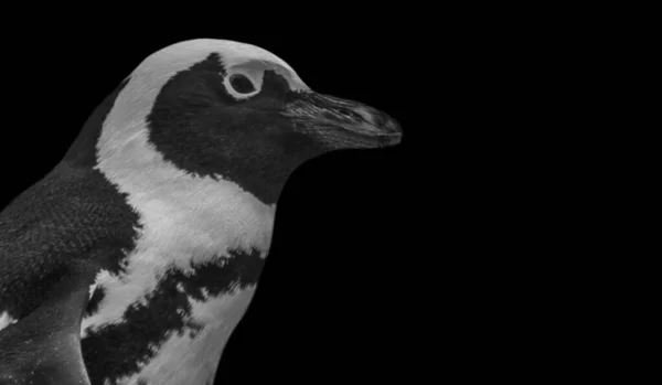 Retrato Pinguim Africano Fundo Escuro — Fotografia de Stock