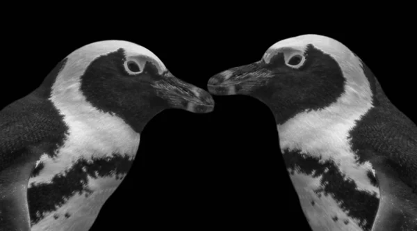 Dois Bonito Engraçado Pinguim Closeup Fundo Preto — Fotografia de Stock