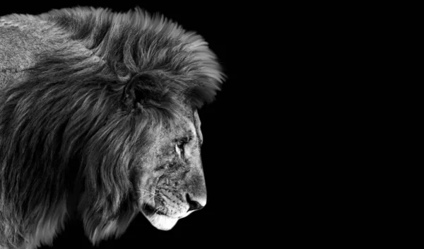 Krásný Lev Tvář Velkými Vlasy Černém Pozadí — Stock fotografie