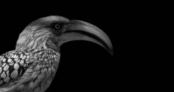 Sárga Számlájú Hornbill Closeup Face Fekete Háttér — Stock Fotó