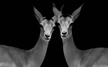 Siyah Arkaplanda İki İmpala Portresi