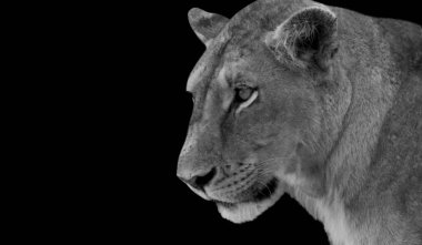 Kara Arkaplanda İnanılmaz Aslan Kapanışı