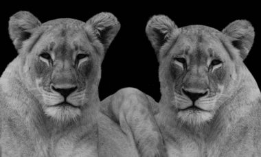 İki Aslan Kara Arkaplanda Dinleniyor