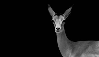 İmpala Siyah Arkaplanda Duruyor