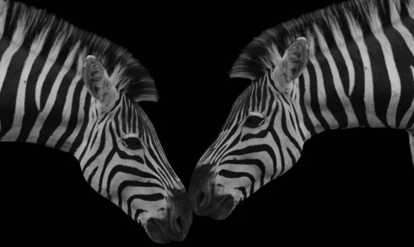 Black White Zebra Kiss Black Background — стоковое фото