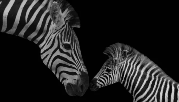 Matka Dziecko Zebra Cute Związek Czarnym Tle — Zdjęcie stockowe