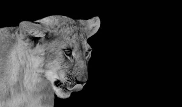 赤ちゃんライオンかわいい顔上の黒の背景 — ストック写真
