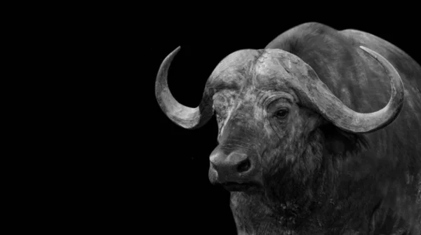 Wild Buffalo Portret Zwarte Achtergrond — Stockfoto