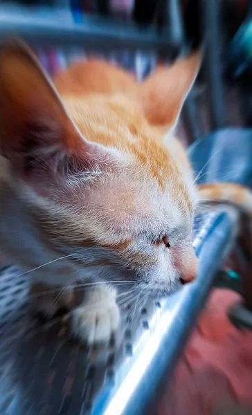 Słodkie Kot Zbliżenie Twarz Siedzi Ławce — Zdjęcie stockowe