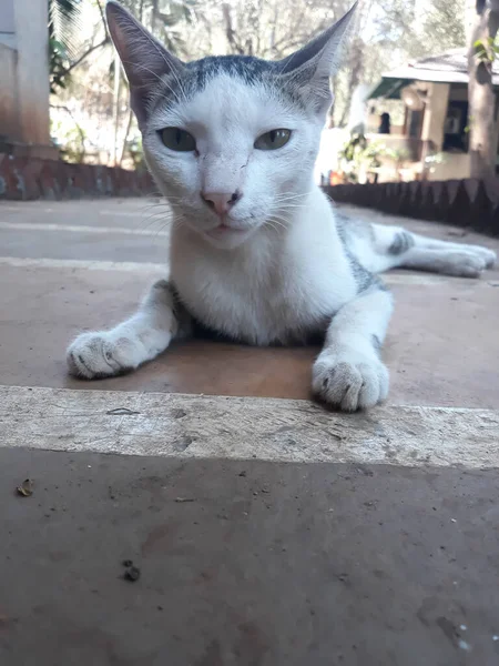 Gato Bonito Sentado Rua Olhando Câmera — Fotografia de Stock