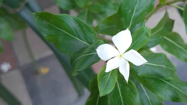 Papel Parede Bonito Branco Periwinkle Flor — Fotografia de Stock