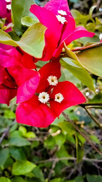 美しいピンクブーゲンビリア グラブラの花の閉鎖 — ストック写真