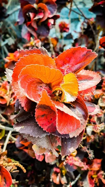 Belles Plantes Acalypha Wilkesiana Orange Dans Forêt — Photo