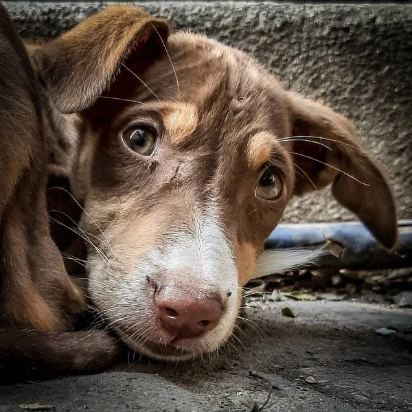 Droevige Alone Dog Zit Straat — Stockfoto