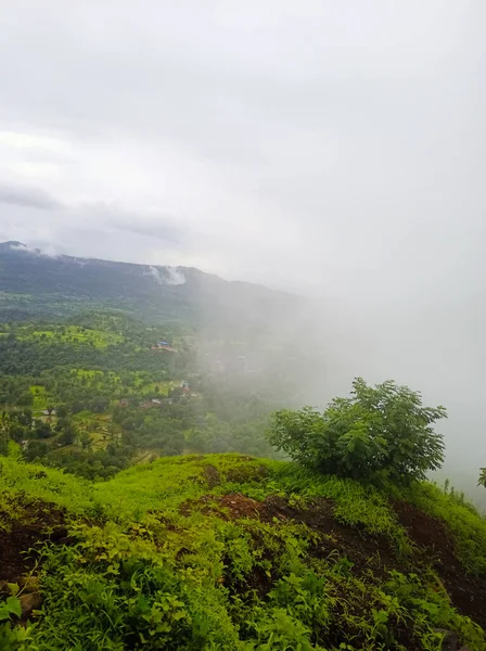 Grüne Pflanzen Und Bäume Berg Bei Nebel — Stockfoto