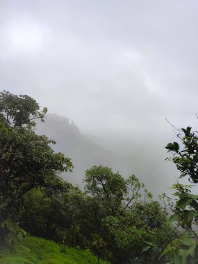 Ağaçlar ve bitkiler sisli tepede