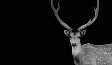 Siyah Arkaplanda Güzel Geyik Portresi Şirin Yüzlü