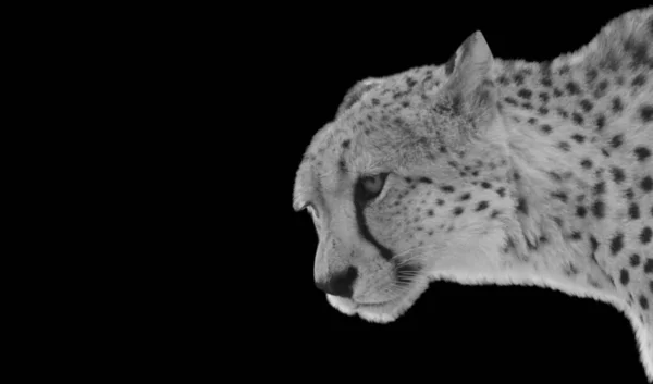 Beautiful Spotted Cheetah Face Black Background Aggressive Eyes — Stock Photo, Image