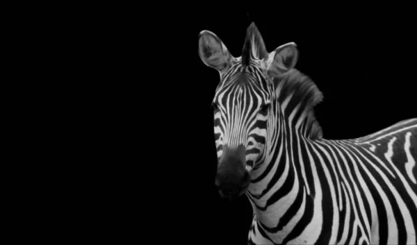 Cute Twarz Zebra Ciemnym Tle — Zdjęcie stockowe