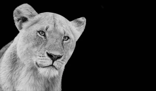 Amazing Black White Female Lion Closeup Cute Face — Stock Photo, Image