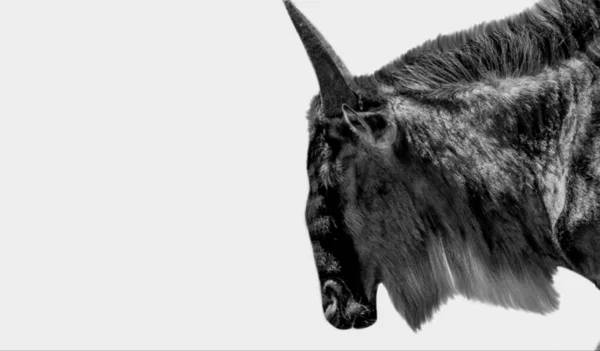 Black Wildebeest Isolated White Background — Stock Photo, Image