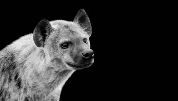 Hyena Glimlachen Donkere Zwarte Achtergrond — Stockfoto