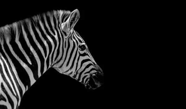 Preto Branco Zebra Sorrindo Fundo Preto — Fotografia de Stock