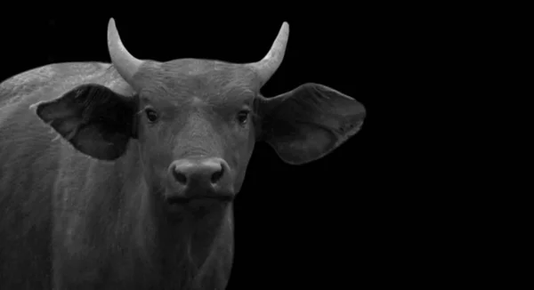 Buffalo Calf Χαριτωμένο Πρόσωπο Στο Μαύρο Φόντο — Φωτογραφία Αρχείου