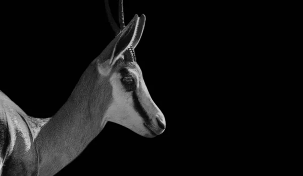 Springbok Antelope Retrato Fondo Negro — Foto de Stock