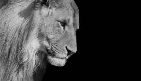 Mooi Leeuwenportret Zwarte Achtergrond — Stockfoto