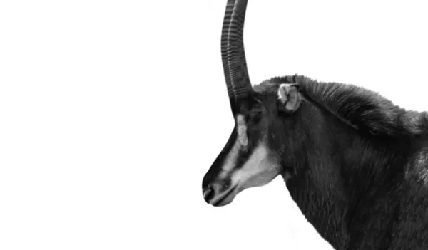 Södra Afrikanska Sable Antelope Med Big Horn Svart Bakgrund — Stockfoto