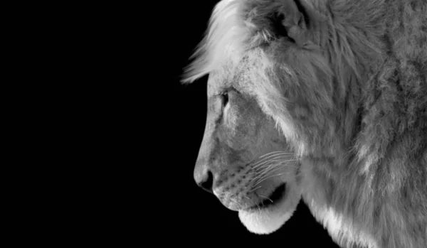 Big Hair Lion Closeup Πρόσωπο Στο Μαύρο Φόντο — Φωτογραφία Αρχείου