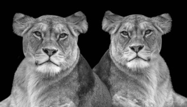 İki Güzel Güçlü Aslan Siyah Arkaplanda Oturuyor