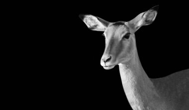 Siyah beyaz şirin Impala Karanlık Arkaplanda