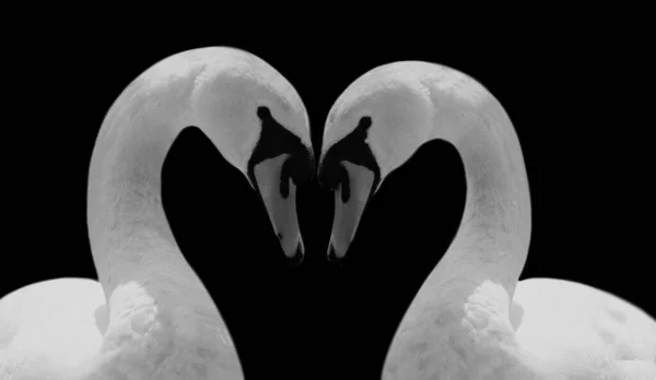 Beautiful Couple Swan Loving Black Background — Stock Photo, Image